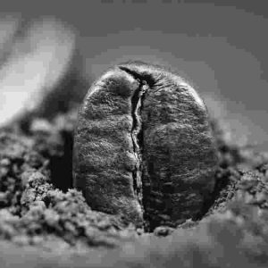 Coffee bean under 10kb
